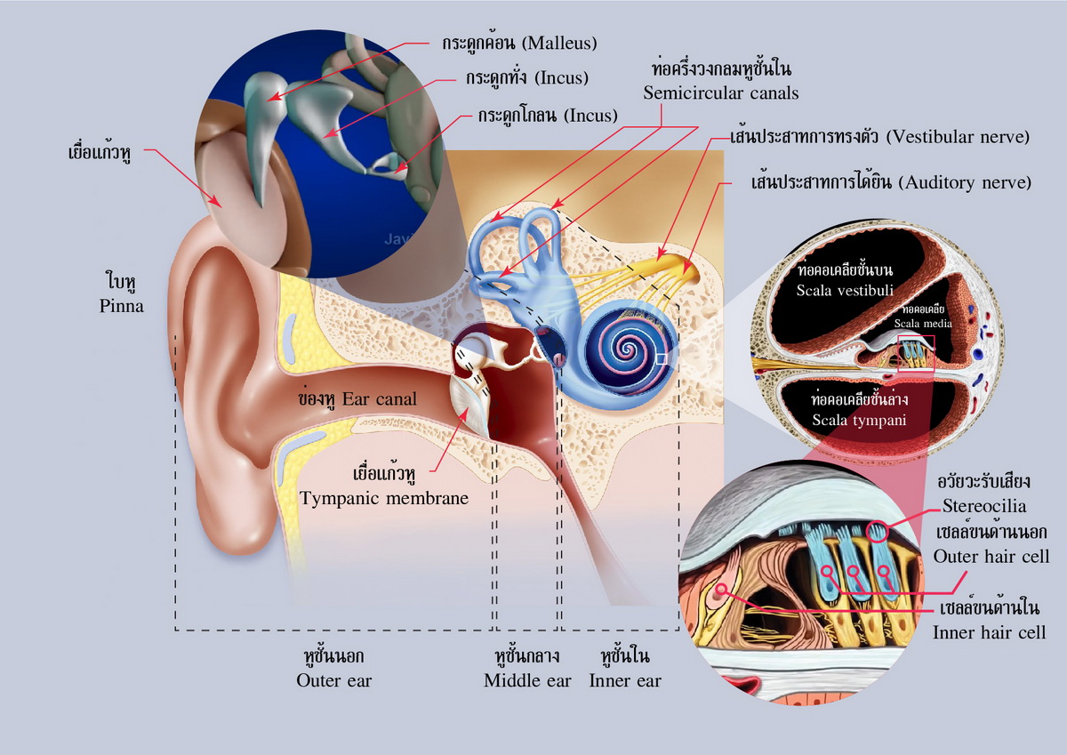 องค์ประกอบของหู, อบรมปฐมพยาบาลเบื้องต้น, เรียนออนไลน์ฟรี