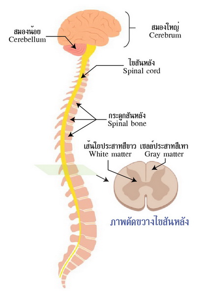 ไขสันหลัง, อบรมปฐมพยาบาลเบื้องต้น, เรียนออนไลน์ฟรี