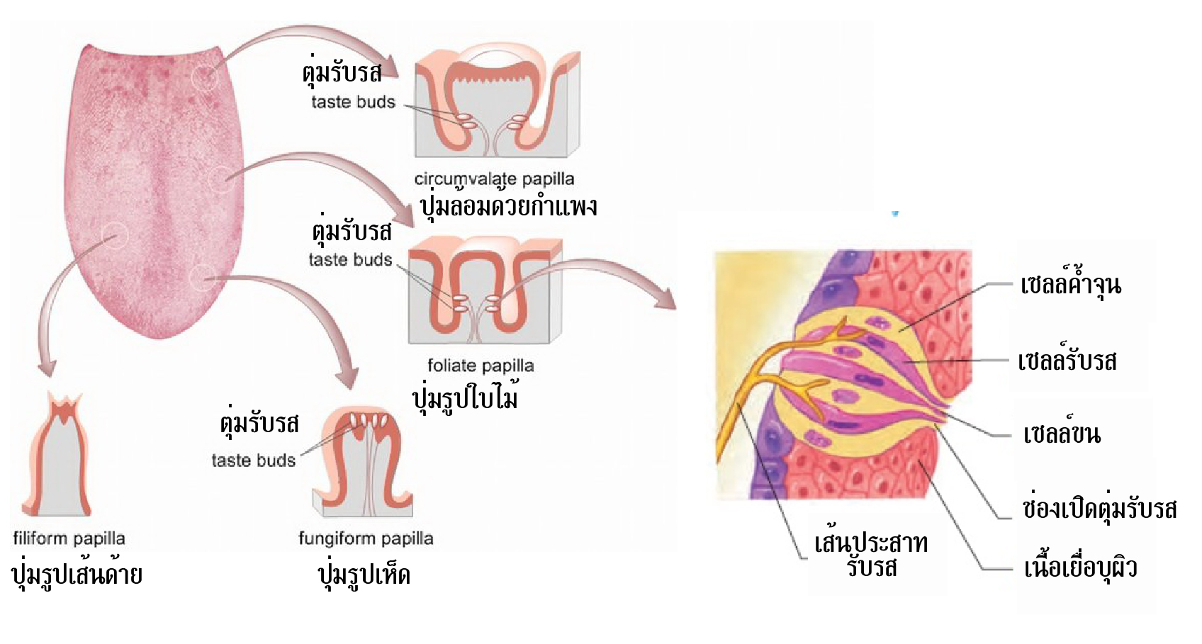 ปุ่มและเส้นประสาทรับรส, อบรมปฐมพยาบาลเบื้องต้น, เรียนออนไลน์ฟรี