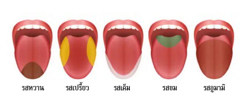 ตำแหน่งการรับรสต่างๆ ของลิ้น, อบรมปฐมพยาบาลเบื้องต้น, เรียนออนไลน์ฟรี