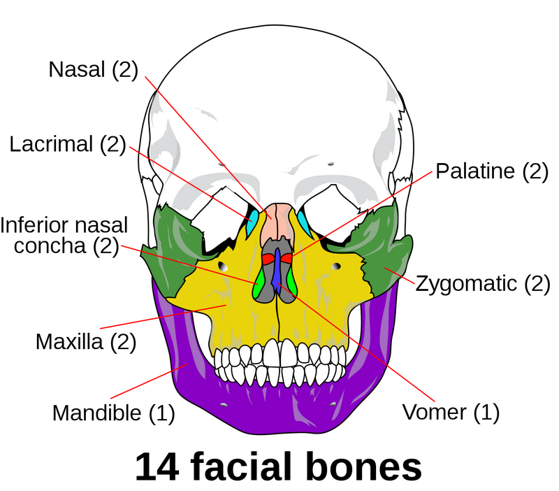 facial bone facial bone